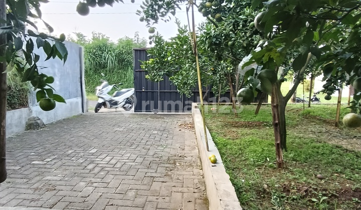 Translate to en: Strategic Orange Tree Garden Near Villa Puncak Tidar