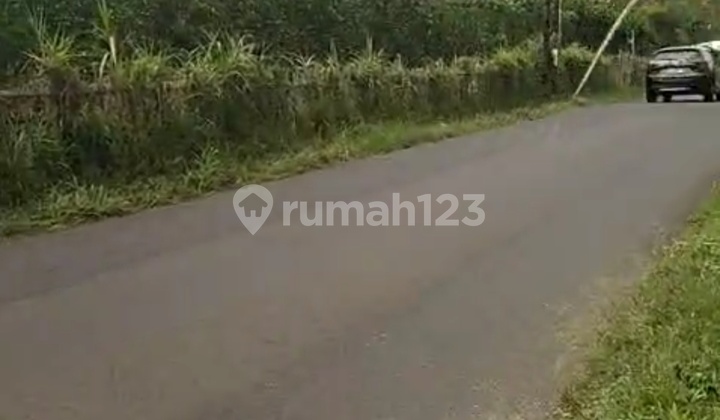 Kebun Jeruk Dau Petungsewu Poros Jalan Siap Panen