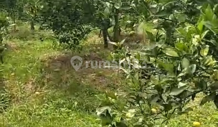 Kebun Jeruk Dau Petungsewu Poros Jalan Siap Panen