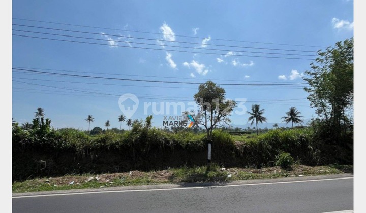 Price Drop! Fast Sale of Farmland on the Road Axis in Pakis, Malang