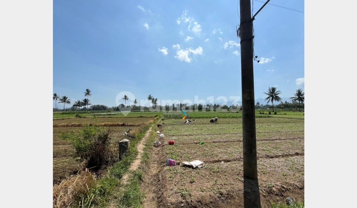 Dijual Cepat Tanah Pertanian Poros Jalan Aspal di Pakis Malang