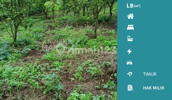 Tanah Murah Cocok untuk Kebun di Klampok, Singosari Malang