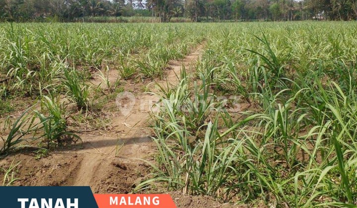 Spacious Land Location in Pringu, Bululawang, Malang Spacious Land Location in Pringu, Bululawang, Malang