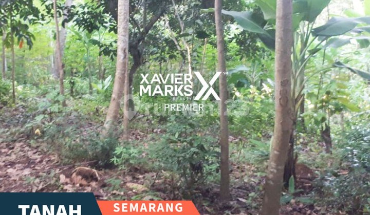 Tanah Luas Di Gedawang Banyumanik Semarang Tanah Luas Di Gedawang Banyumanik Semarang