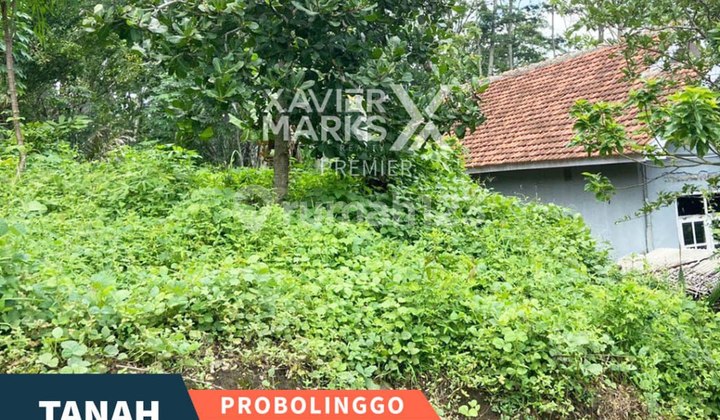 Lahan Sangat Luas Dekat Peternakan di Klakah Probolinggo