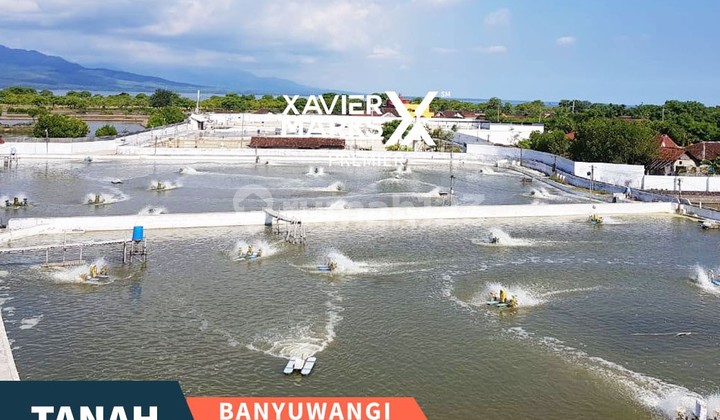 Tanah Bonus Tambak Strategis di Banyuwangi Malang