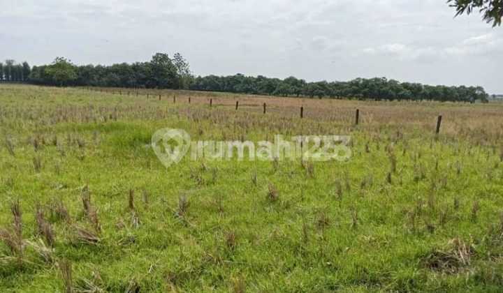Dijual Tanah Strategis Kavling Industri Subang Dijual Tanah Strategis Kavling Industri Subang