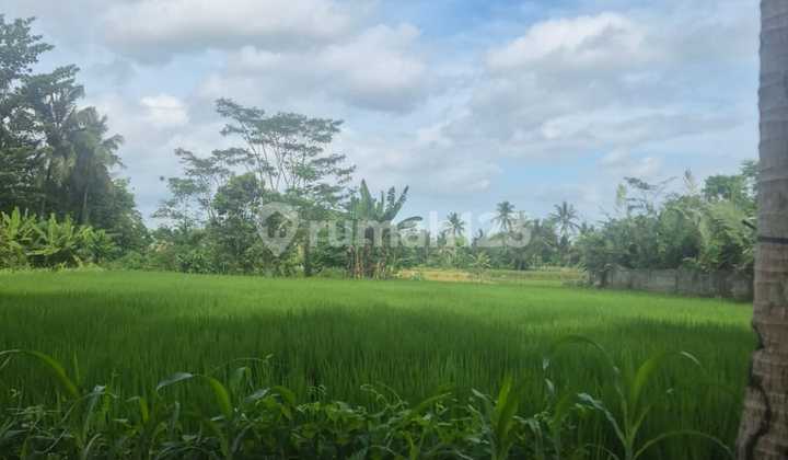 For Sale Rice Field Land Suitable for Villa Donoharjo Ngaglik Sleman