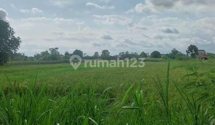 Dijual Tanah Sawah Murah Cocok untuk Dibangun Hunian Prambanan Dijual Tanah Sawah Murah Cocok untuk Dibangun Hunian Prambanan