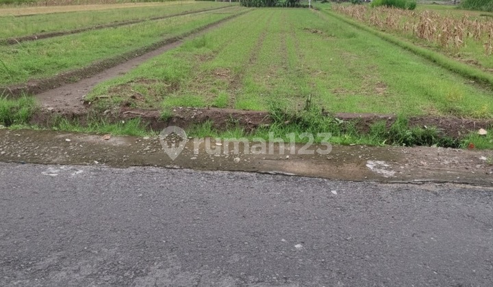 Dijual Tanah Sawah Cocok untuk Dibangun Hunian Srimartani Dijual Tanah Sawah Cocok untuk Dibangun Hunian Srimartani