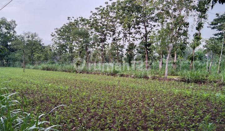 Dijual Tanah Murah Lokasi Strategis Ngeposari Semanu Gunung Kidul