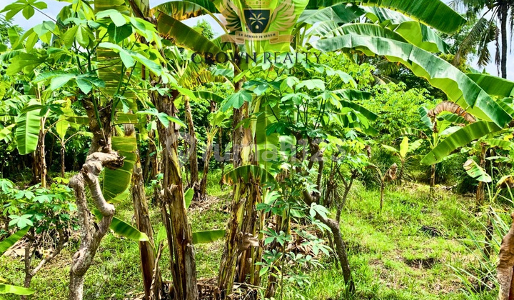 Premium 1,082 M² Green Land With River Stream Premium 1,082 M² Green Land With River Stream