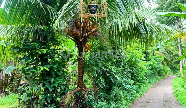 Boutique Freehold Land Opportunity In Peaceful Lovina Bali Boutique Freehold Land Opportunity In Peaceful Lovina Bali