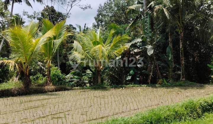 15 Are Yellow Zone Land for Rent in Tirta Tawar, Tegallalang 15 Are Yellow Zone Land for Rent in Tirta Tawar, Tegallalang