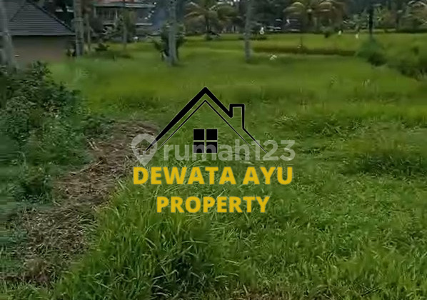 WIDE 15 ARE RENTAL LAND WITH RICE FIELD VIEW IN PINK ZONE, SUWETA UBUD WIDE 15 ARE RENTAL LAND WITH RICE FIELD VIEW IN PINK ZONE, SUWETA UBUD
