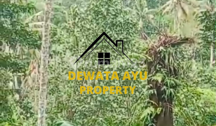 FOR LEASE 50 ARE LAND WITH RICE FIELD AND FOREST VIEW IN VILLA AREA OF KELUSA FOR LEASE 50 ARE LAND WITH RICE FIELD AND FOREST VIEW IN VILLA AREA OF KELUSA