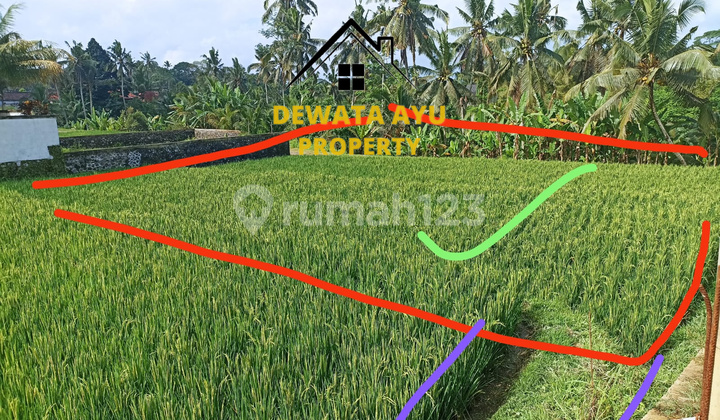 LAND 10 ARE, RICE FIELD VIEW, YELLOW ZONE, BESIDE JALAN CINTA IN TEGALLALANG LAND 10 ARE, RICE FIELD VIEW, YELLOW ZONE, BESIDE JALAN CINTA IN TEGALLALANG