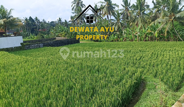 LAND 10 ARE, RICE FIELD VIEW, YELLOW ZONE, BESIDE JALAN CINTA IN TEGALLALANG LAND 10 ARE, RICE FIELD VIEW, YELLOW ZONE, BESIDE JALAN CINTA IN TEGALLALANG