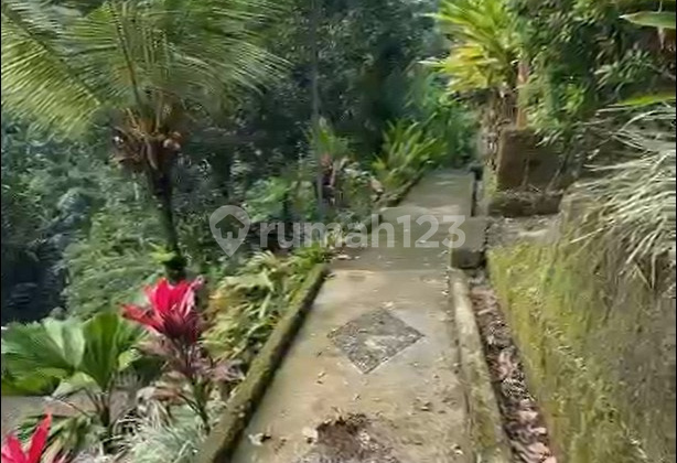 FLAT LAND AND TERRACING 1.1 HECTARES WITH VIEWS OF RICE FIELDS AND FOREST IN TEGALLALANG FLAT LAND AND TERRACING 1.1 HECTARES WITH VIEWS OF RICE FIELDS AND FOREST IN TEGALLALANG