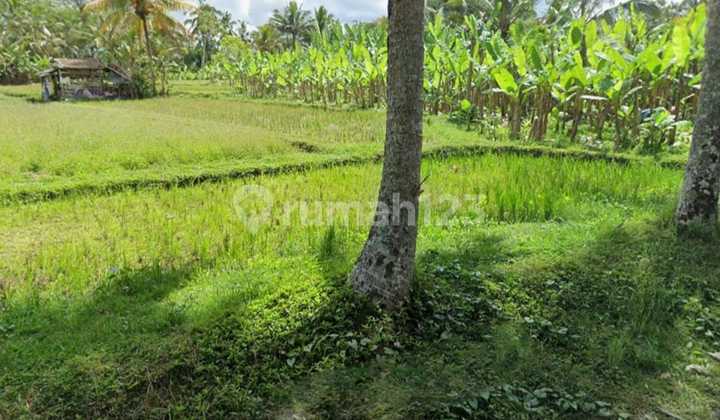 Lahan Jual Luas 10 Are View Sawah dan Gunung Lokasi Payangan Lahan Jual Luas 10 Are View Sawah dan Gunung Lokasi Payangan