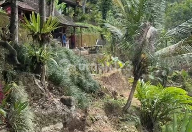 FLAT LAND AND TERRACING 1.1 HECTARES WITH VIEWS OF RICE FIELDS AND FOREST IN TEGALLALANG FLAT LAND AND TERRACING 1.1 HECTARES WITH VIEWS OF RICE FIELDS AND FOREST IN TEGALLALANG