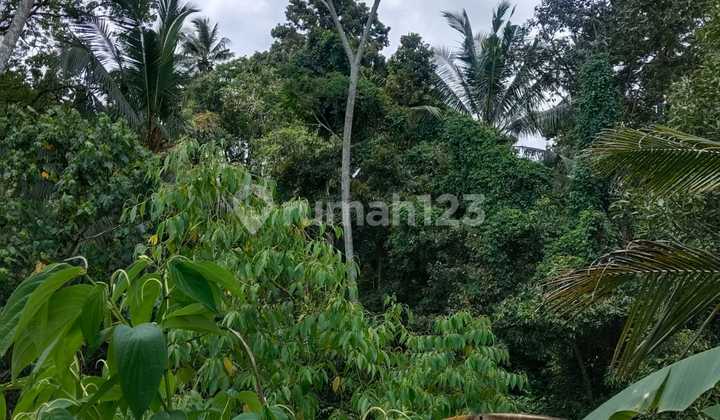 15 Are Yellow Zone Land for Rent in Tirta Tawar, Tegallalang 15 Are Yellow Zone Land for Rent in Tirta Tawar, Tegallalang