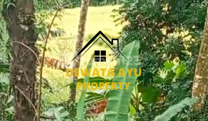 FOR LEASE 50 ARE LAND WITH RICE FIELD AND FOREST VIEW IN VILLA AREA OF KELUSA FOR LEASE 50 ARE LAND WITH RICE FIELD AND FOREST VIEW IN VILLA AREA OF KELUSA