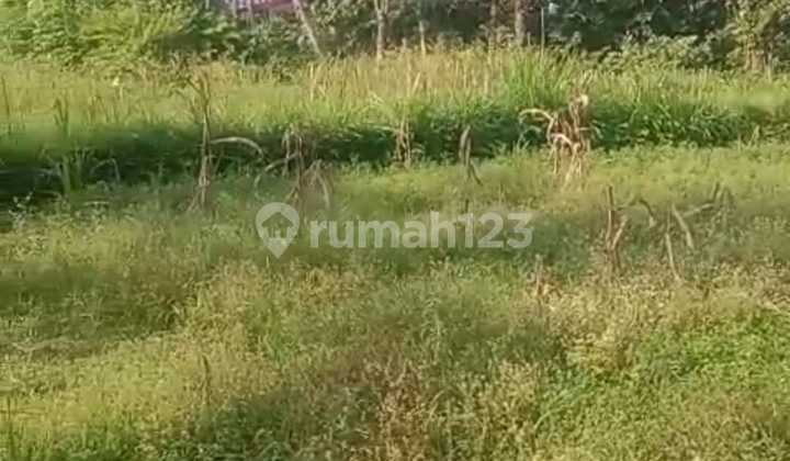 Tanah Luas 57 Are Zona Kuning Lokasi Pejeng Kangin Tanah Luas 57 Are Zona Kuning Lokasi Pejeng Kangin