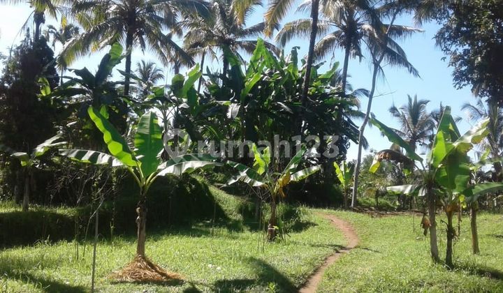 Lahan Jual Luas 14 Hektar Los Sungai Lokasi Payangan Lahan Jual Luas 14 Hektar Los Sungai Lokasi Payangan