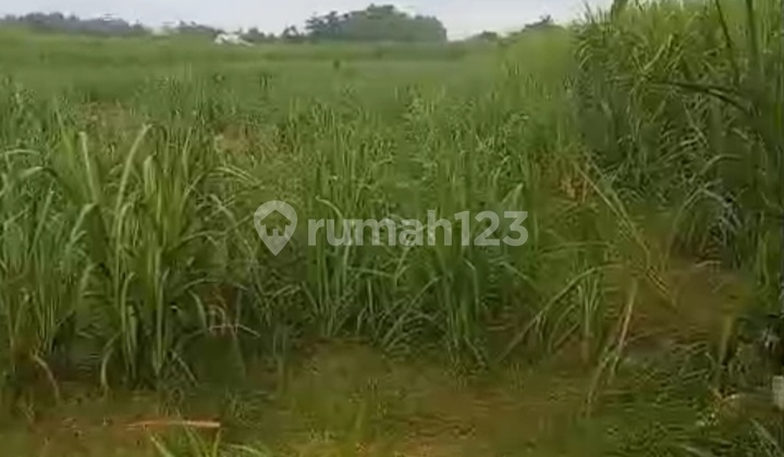 Tanah SHM Siap Bangun Stikes Jombang Tanah SHM Siap Bangun Stikes Jombang