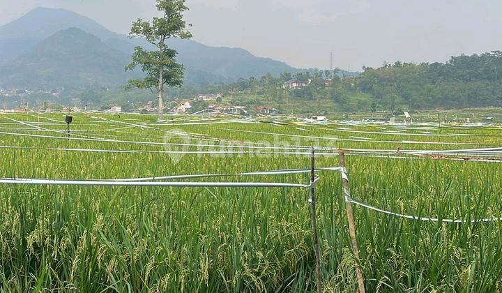 Active and Profitable Rice Fields Always Successful, Never Failed Location Cimanggung Sumedang Active and Profitable Rice Fields Always Successful, Never Failed Location Cimanggung Sumedang