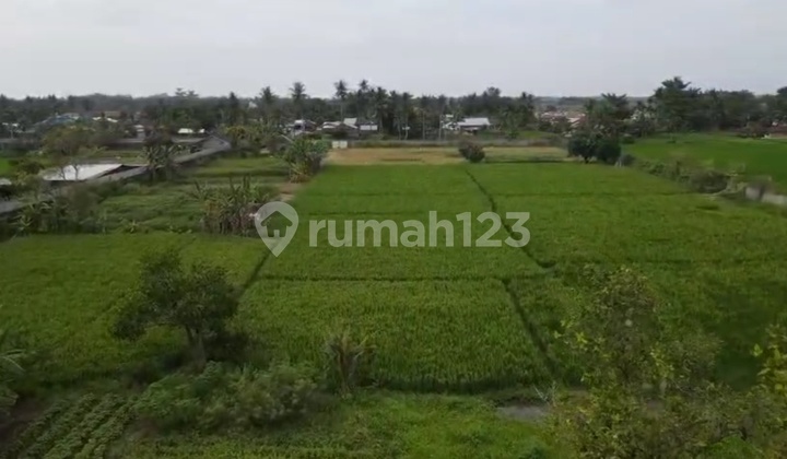Di Jual Tanah Batang Kuis +- 2ha Dekat Bandara 
