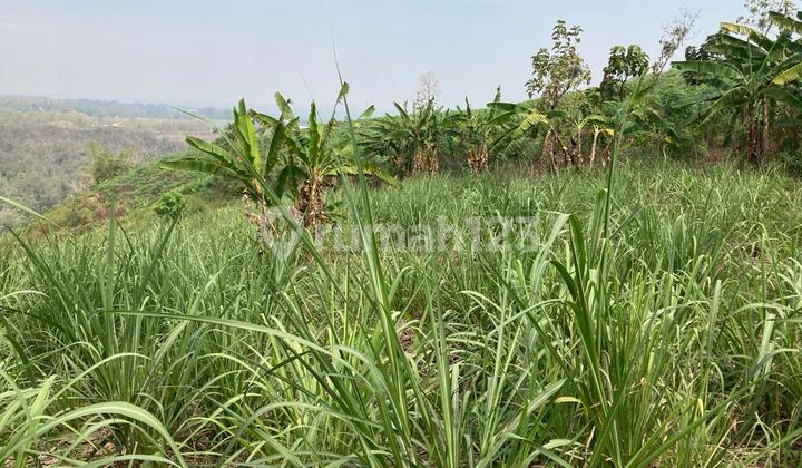 Dijual Banting Harga Tanah Perkebunan Di Ngrimbi Bareng Jombang