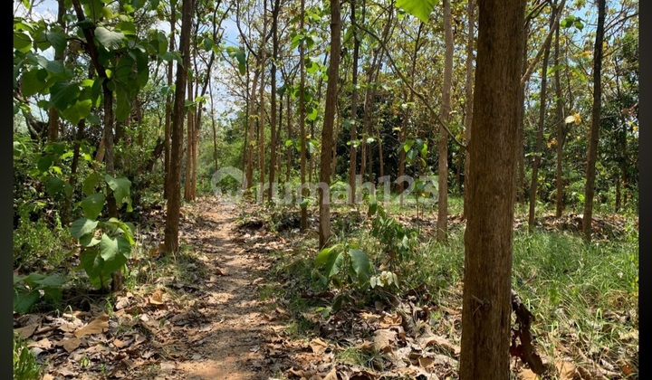 For Sale Silica Sand Mining Land/ Batako Raya Bulu Jatirogo