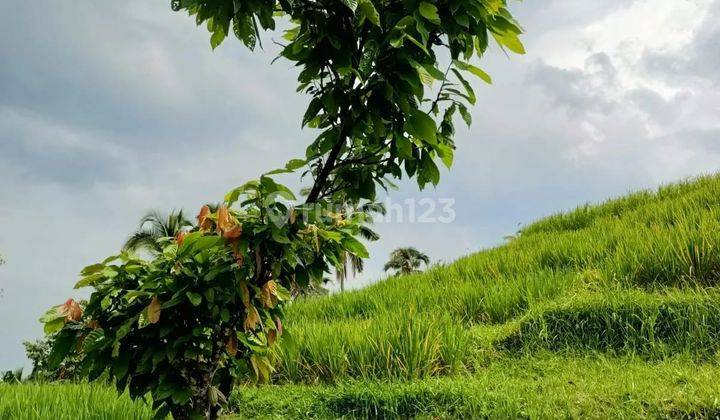 Disewakan Lahan Khusus Untuk Villa hotel 1