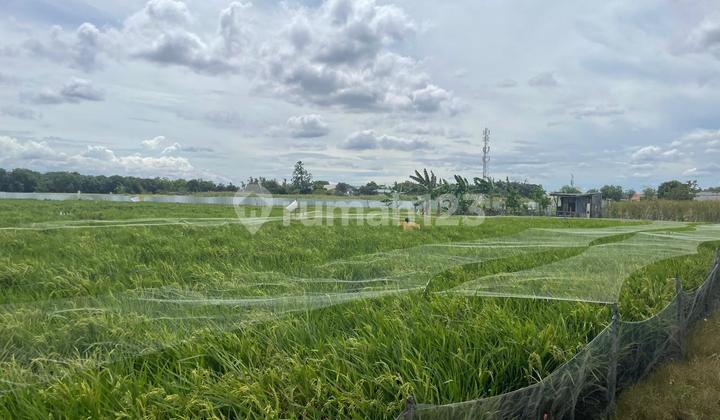Dijual Tanah Sawah SHM - Lokasi Strategis Cilincing Jakarta Utara ,Cocok untuk Investasi Jangka Panjang, Dekat Fasilitas Pendidikan dan Akses Kawasan Berkembang Jakarta Utara Dijual Tanah Sawah SHM - Lokasi Strategis Cilincing Jakarta Utara ,Cocok untuk Investasi Jangka Panjang, Dekat Fasilitas Pendidikan dan Akses Kawasan Berkembang Jakarta Utara