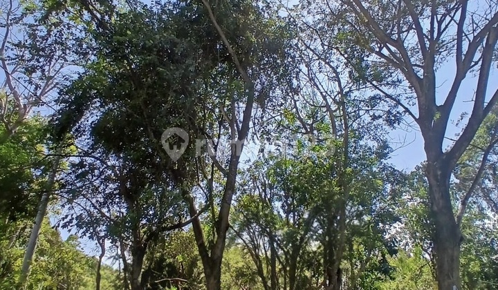 For Sale: Strategic Land by Jimbaran Roadside