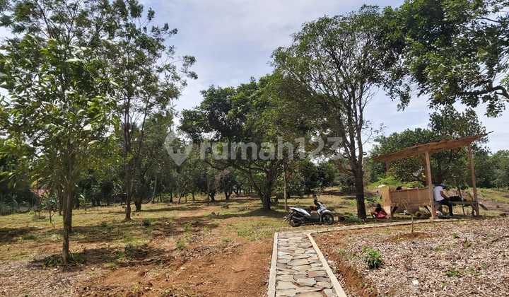 Dijual Tanah Cantik Bonus Pohon Buah Dijual Tanah Cantik Bonus Pohon Buah