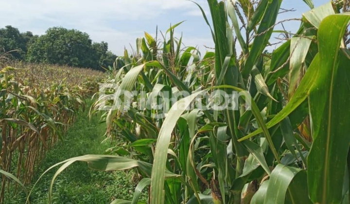 Tanah Perkebunan Yang Siap Pakai 