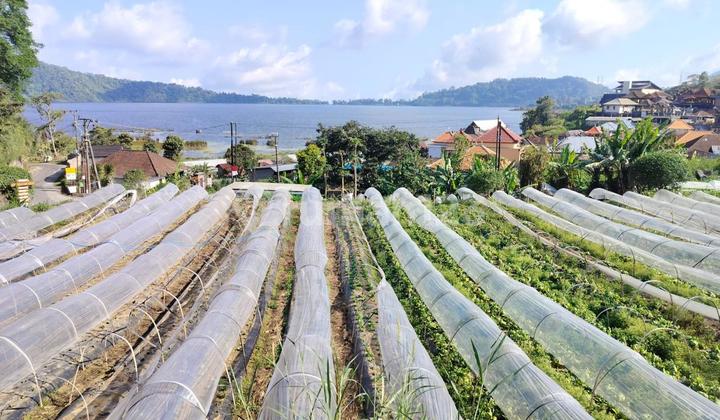Tanah View Danau Beratan Bedugul Baturiti Tabanan Tanah View Danau Beratan Bedugul Baturiti Tabanan