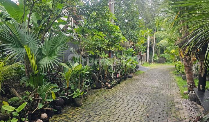 Tanah Beringin Dalung Padonan Canggu Tanah Beringin Dalung Padonan Canggu