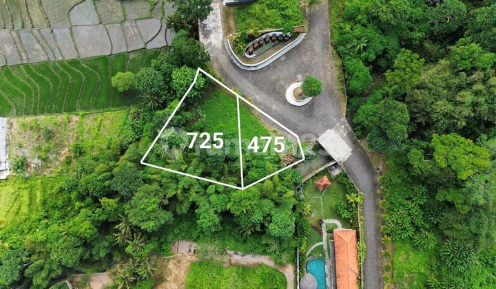 Tanah Los Sungai View Sawah Pantai kedungu Tabanan Tanah Los Sungai View Sawah Pantai kedungu Tabanan