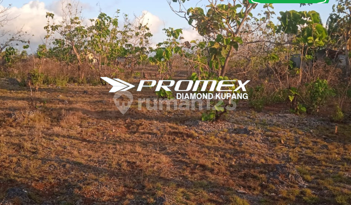 LAND FOR SALE IN NAIONI KUPANG