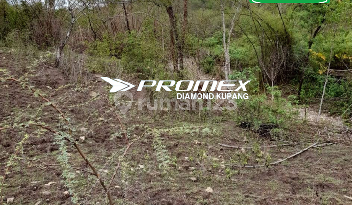 DI JUAL TANAH LOKASI DESA NAIONI DI JUAL TANAH LOKASI DESA NAIONI