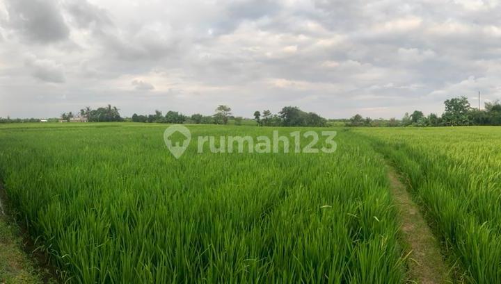 Premium Land for Rent at Seseh Beach