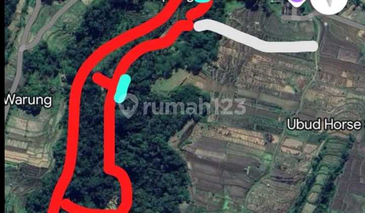 Di sewakan Tanah premium di Tegalalang Ubud Di sewakan Tanah premium di Tegalalang Ubud