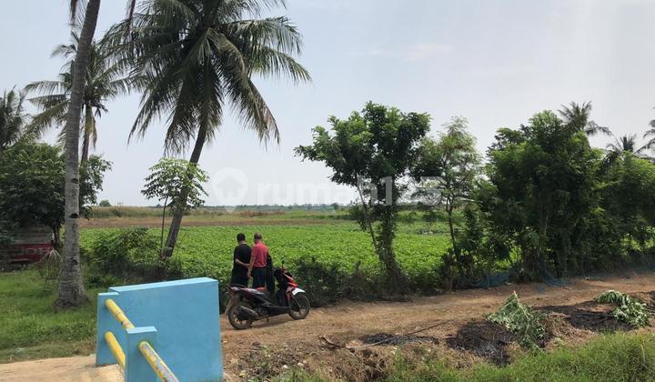 Dijual Kavling/tanah di Kp Utan Gedong, Muara Gembong, Bekasi. Dijual Kavling/tanah di Kp Utan Gedong, Muara Gembong, Bekasi.