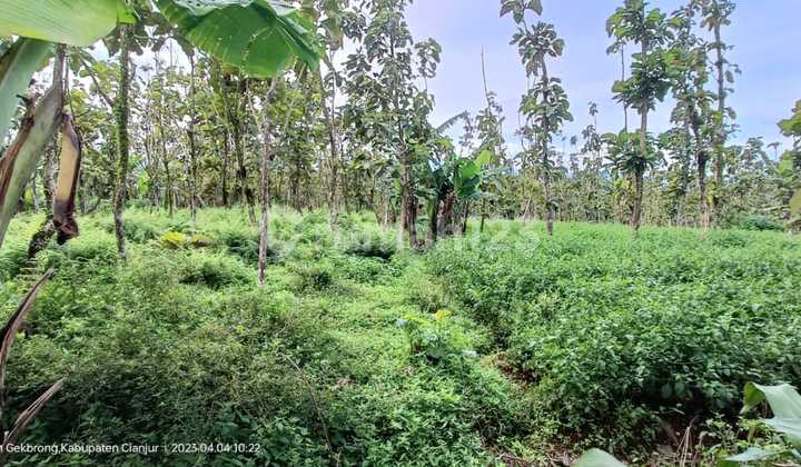 Tanah Murah 200Ribu/m2 Lokasi Startegis di Cianjur 