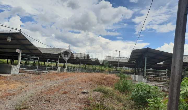 Ready-to-Use Cow Farm Land Mojokerto, Area 3.2 Ha Ready-to-Use Cow Farm Land Mojokerto, Area 3.2 Ha