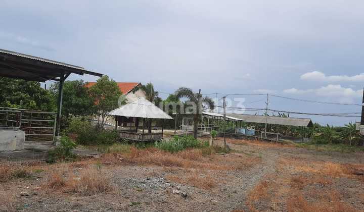Tanah Kandang Sapi Siap Pakai Mojokerto, Luas 3.2 Ha